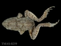 藏品(澤蛙)的圖片